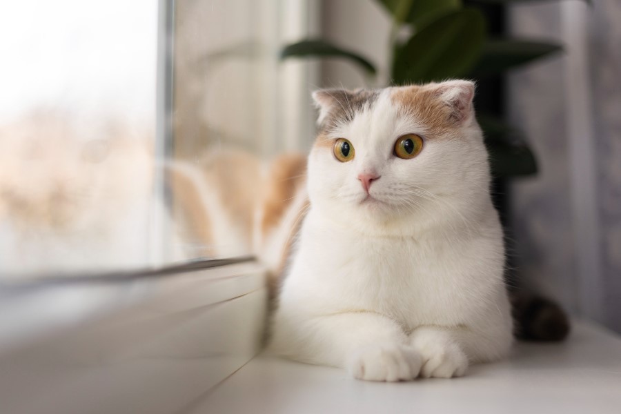 як стригти кігті коту